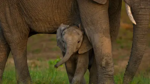 Andrew Parkinson/WWF A baby elephant cane be seen under the legs of an adult elephant in the background is some grass