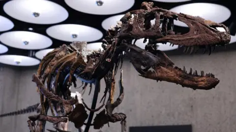 Reuters 'Jodi' a rare mounted skeleton of Nanotyrannus, on display in a well-lit room.